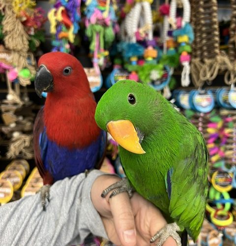 Solomon Island Eclectus