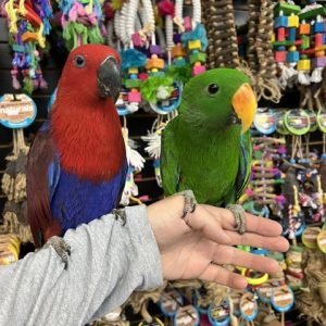 Solomon Island Eclectus