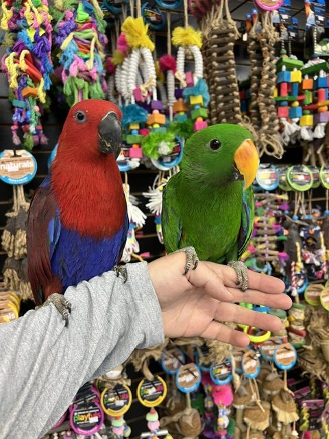 Solomon Island Eclectus