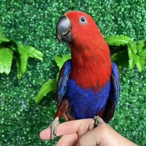 Solomon Island Eclectus