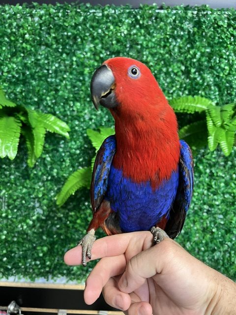 Solomon Island Eclectus