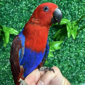 Solomon Island Eclectus
