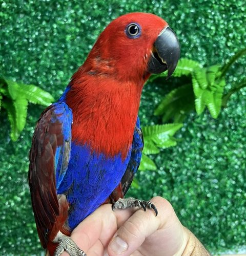 Solomon Island Eclectus