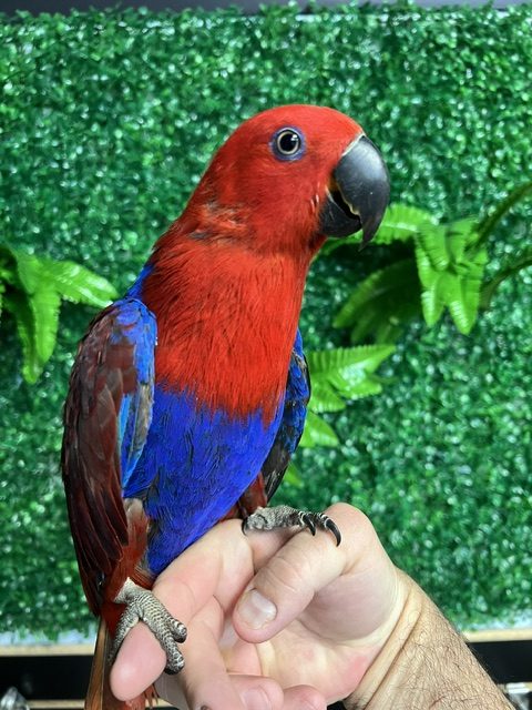 Solomon Island Eclectus