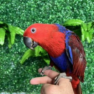 Solomon Island Eclectus