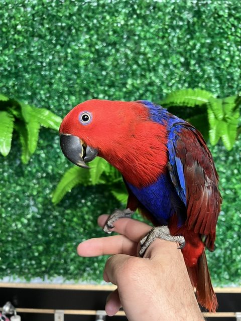 Solomon Island Eclectus