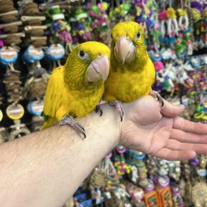 Golden Conure