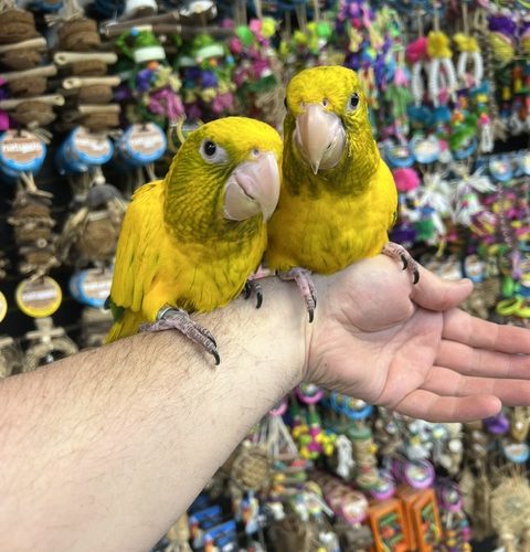 IMG_0611 Golden Conure