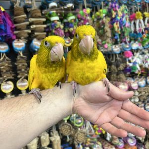 Golden Conure