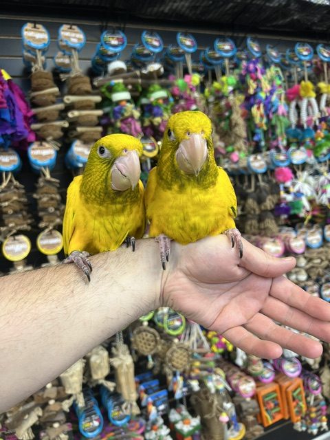 Golden Conure
