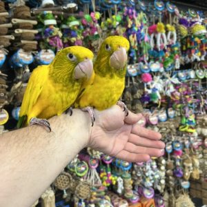 Golden Conure