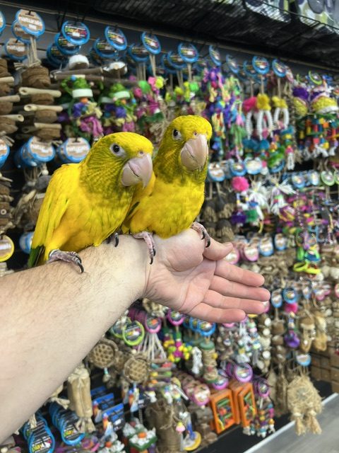 Golden Conure