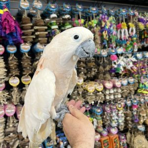 Moluccan Cockatoo