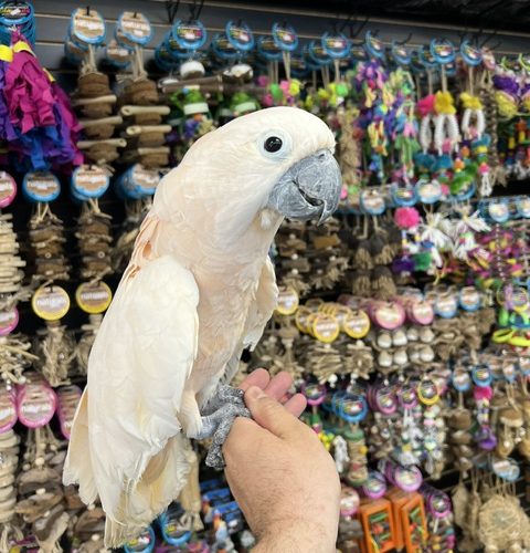 Moluccan Cockatoo