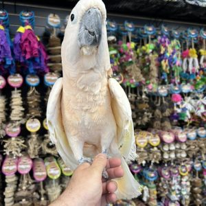 Moluccan Cockatoo