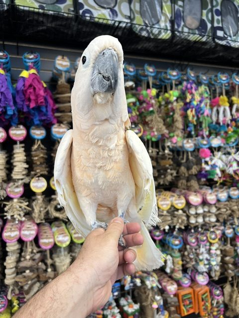 Moluccan Cockatoo