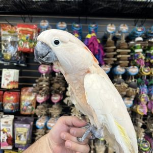 Moluccan Cockatoo