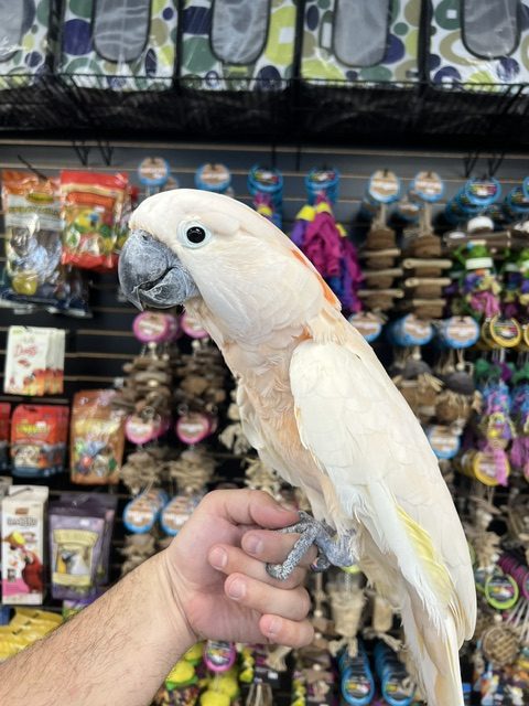 Moluccan Cockatoo