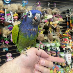 Blue Headed Pionus (NOVA)