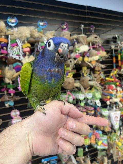 Blue Headed Pionus (NOVA)