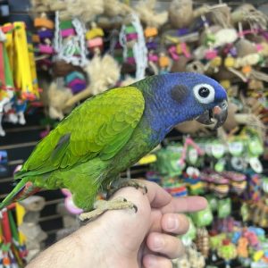 Blue Headed Pionus (NOVA)