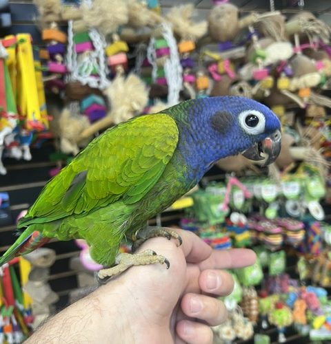 Blue Headed Pionus (NOVA)