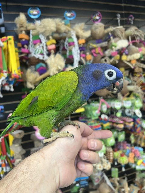 Blue Headed Pionus (NOVA)