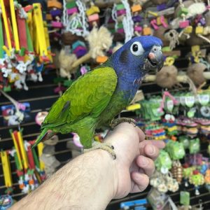 Blue Headed Pionus (NOVA)