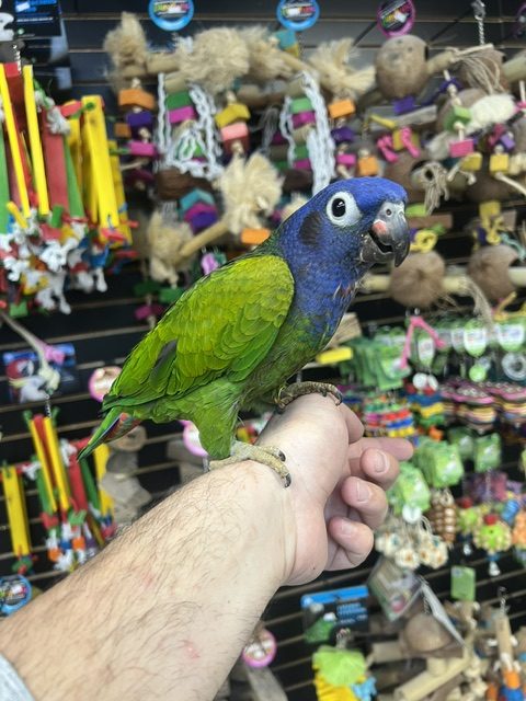 Blue Headed Pionus (NOVA)