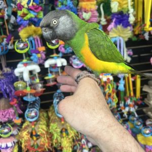 Senegal Parrot (ELFIE)