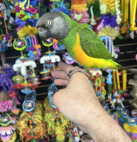 Senegal Parrot (ELFIE)