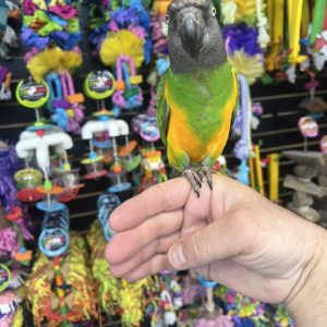 Senegal Parrot (ELFIE)