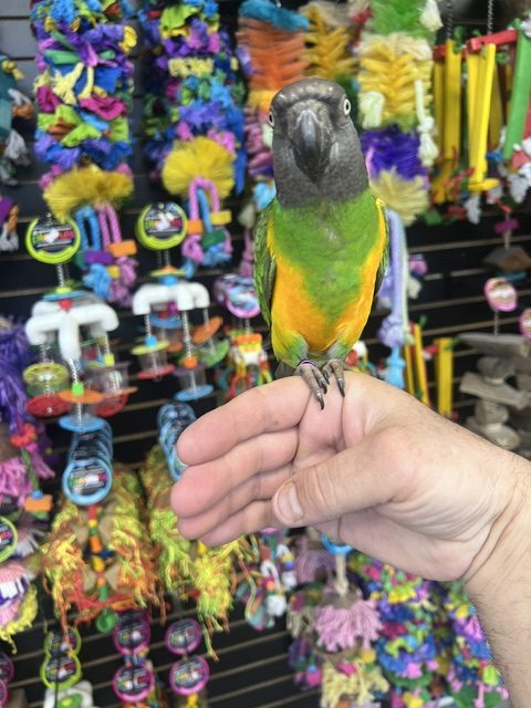 Senegal Parrot (ELFIE)