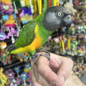 Senegal Parrot (ELFIE)
