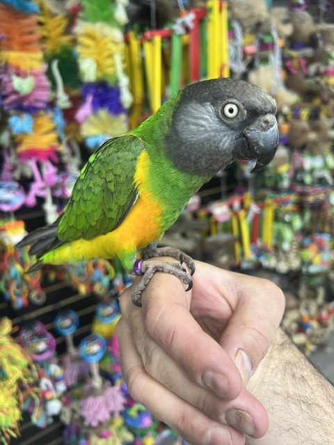Senegal Parrot (ELFIE)