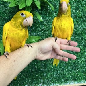 Golden Conure