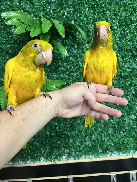 Golden Conure