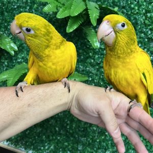 Golden Conure