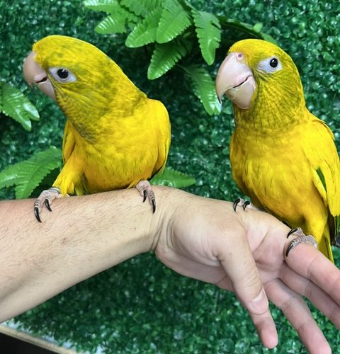 Golden Conure