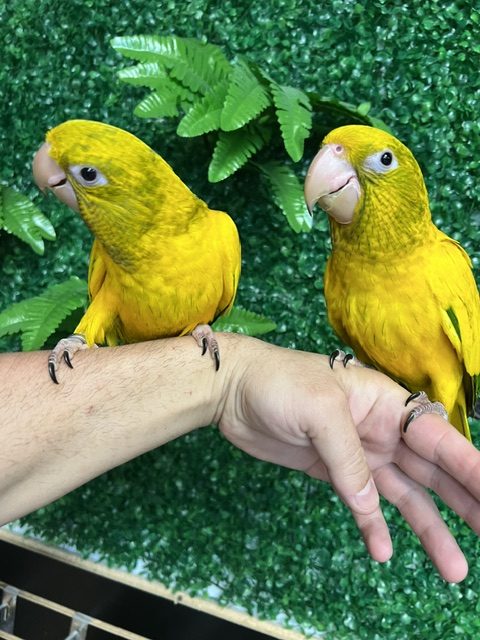 Golden Conure
