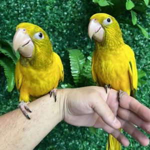 Golden Conure