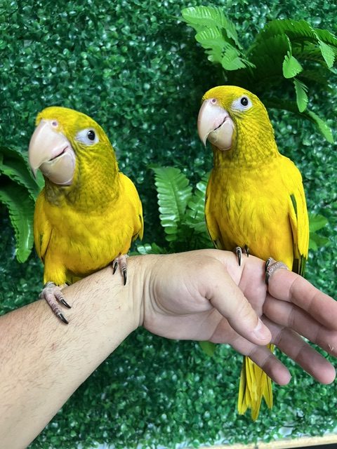 Golden Conure