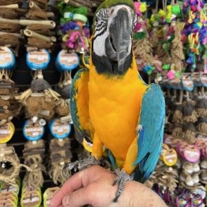 Blue & Gold Macaw