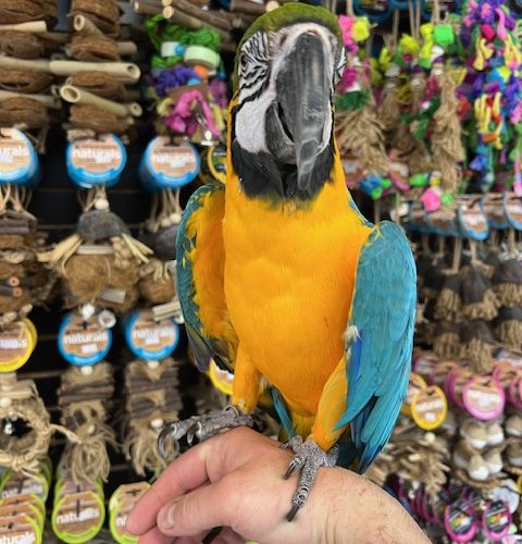 Blue & Gold Macaw