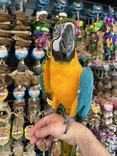 Blue & Gold Macaw