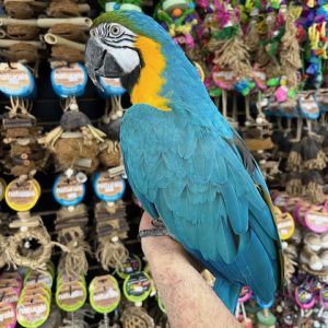 Blue & Gold Macaw
