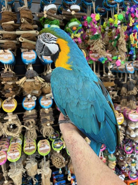 Blue & Gold Macaw