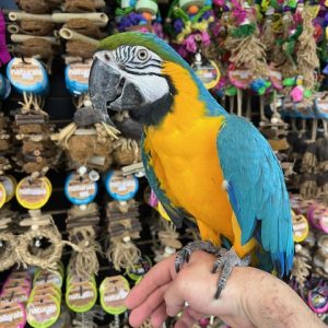 Blue & Gold Macaw