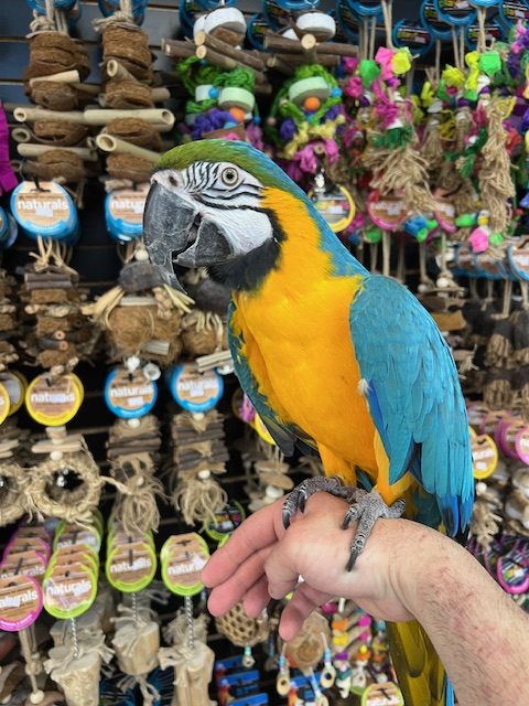 Blue & Gold Macaw