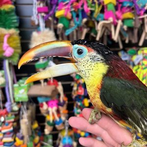 Curl Crested Aracari
